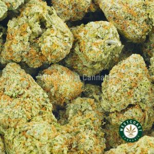 close up photo of strawberry cough weed for sale online west coast cannabis close up photo of strawberry cough weed for sale online west coast cannabis. Buy weed strains like gorilla glue strain, blue dream strain, gelato strain and northern lights weed at this online dispensary in Canada.
