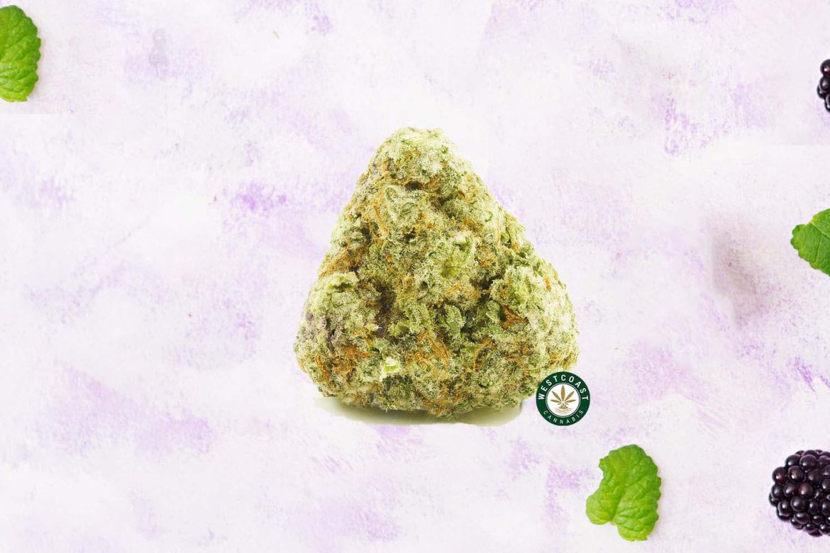 Black Cherry Pie Weed Bud. Black Cherry Pie Weed Review.