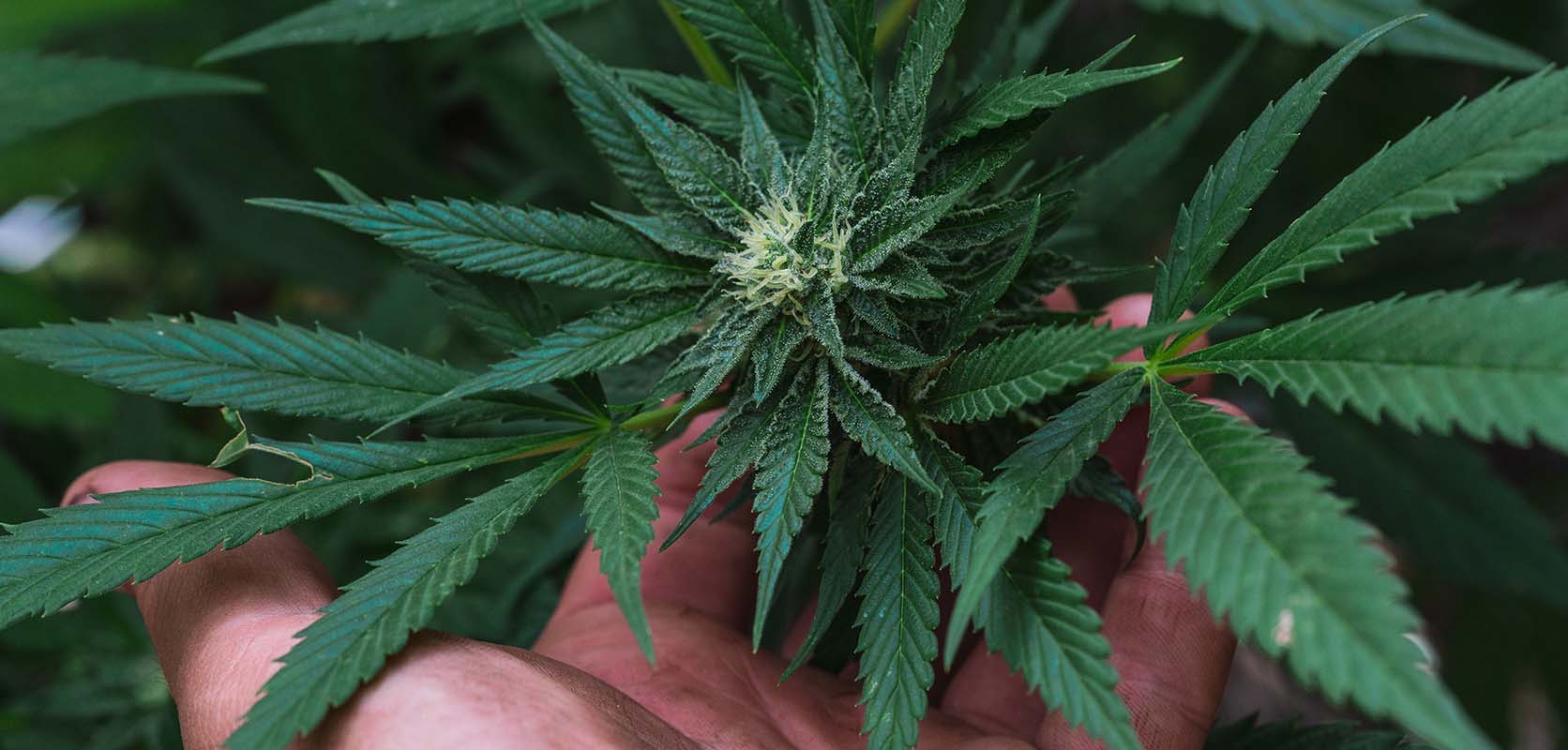 Hand with cannabis plant leaves in palm. Space Queen Strain Review. mail order marijuana canada. order weed canada. buy edibles online canada.