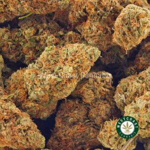 Buy weed Strawberries And Cream AA at wccannabis weed dispensary & online pot shop Buy weed Strawberries And Cream AA at wccannabis weed dispensary & online pot shop
