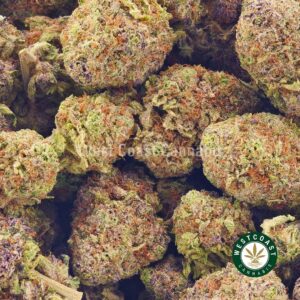 Buy weed Gods Green Crack AA at wccannabis weed dispensary & online pot shop Buy weed Gods Green Crack AA at wccannabis weed dispensary & online pot shop