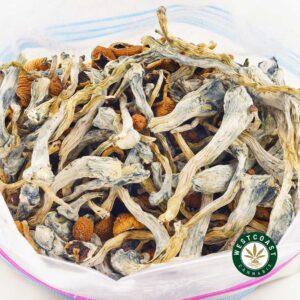 Buy Magic Mushrooms Jedi Mind Fuck at Wccannabis Online Shop