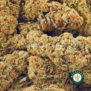 Buy weed Tropicana Punch AAA at wccannabis weed dispensary & online pot shop Buy weed Tropicana Punch AAA at wccannabis weed dispensary & online pot shop