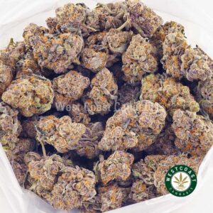 Buy weed Purple Death Star AAAA at wccannabis weed dispensary & online pot shop Buy weed Purple Death Star AAAA at wccannabis weed dispensary & online pot shop