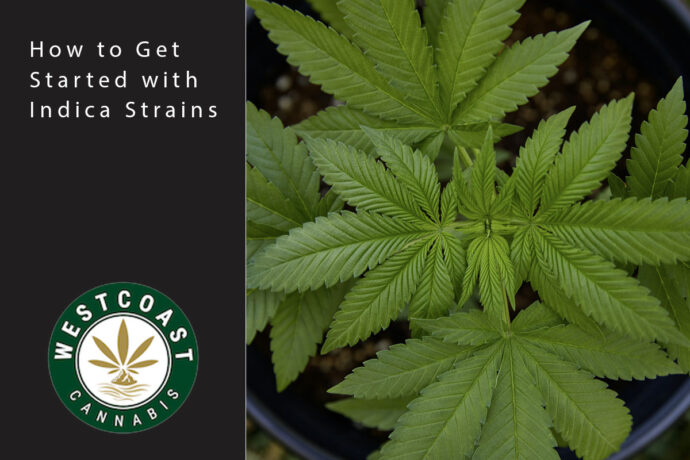wcc blog indica
