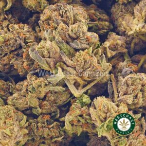 Buy weed Granddaddy Purple AA at wccannabis weed dispensary & online pot shop Buy weed Granddaddy Purple AA at wccannabis weed dispensary & online pot shop