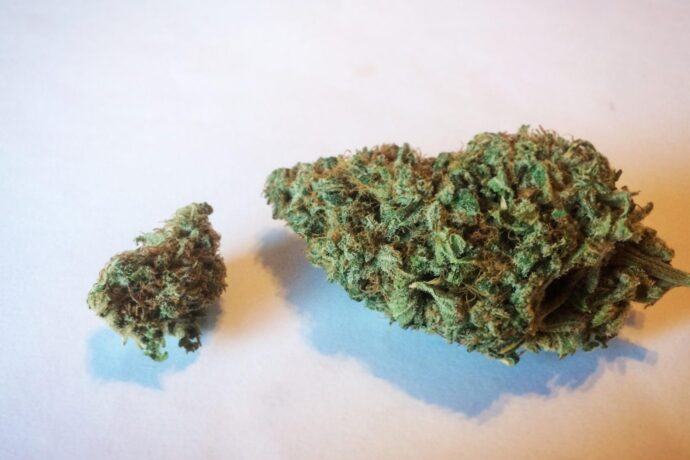 This Raspberry Cough Strain has intended on telling you everything there is to know about this tasteful strain - in addition to revealing where to buy it from. 