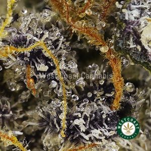 Buy weed Black Tuna AAAA wccannabis weed dispensary & online pot shop