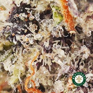 Buy weed Purple Gas AAAA wccannabis weed dispensary & online pot shop Buy weed Purple Gas AAAA wccannabis weed dispensary & online pot shop