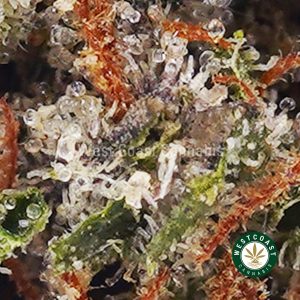 Buy weed Black Gas AAAA wccannabis weed dispensary & online pot shop