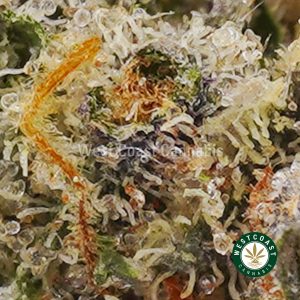Buy weed Couch Lock AAAA wccannabis weed dispensary & online pot shop Buy weed Couch Lock AAAA wccannabis weed dispensary & online pot shop