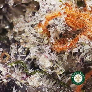 Buy weed Supreme Gas Mask AAAA wccannabis weed dispensary & online pot shop Buy weed Supreme Gas Mask AAAA wccannabis weed dispensary & online pot shop