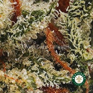 Buy weed Peanut Butter AAA wccannabis weed dispensary & online pot shop Buy weed Peanut Butter AAA wccannabis weed dispensary & online pot shop