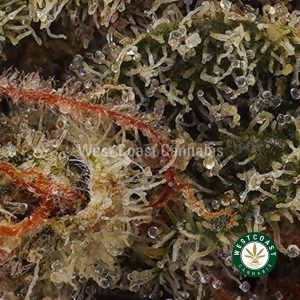 Buy weed White Fire OG AAAA wccannabis weed dispensary & online pot shop Buy weed White Fire OG AAAA wccannabis weed dispensary & online pot shop