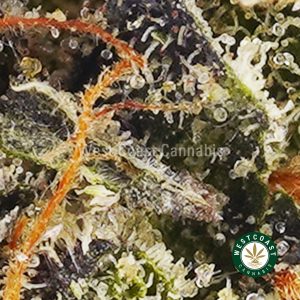 Buy weed Pink Goo AAAA wccannabis weed dispensary & online pot shop Buy weed Pink Goo AAAA wccannabis weed dispensary & online pot shop