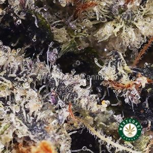 Buy weed Blueberry Bubba AAAA wccannabis weed dispensary & online pot shop Buy weed Blueberry Bubba AAAA wccannabis weed dispensary & online pot shop