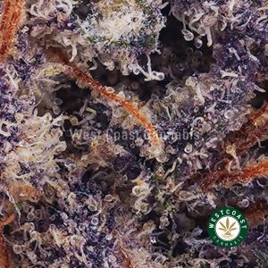 Buy weed Purple Punch AAAA (Popcorn Nugs) wccannabis weed dispensary & online pot shop