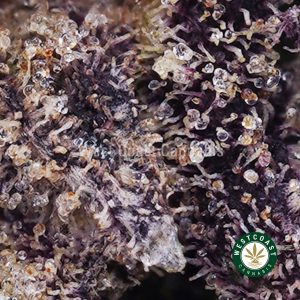 Buy weed Purple Afghani AAAA wccannabis weed dispensary & online pot shop Buy weed Purple Afghani AAAA wccannabis weed dispensary & online pot shop
