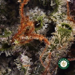 Buy weed Gassy Gelato AAAA+ wccannabis weed dispensary & online pot shop Buy weed Gassy Gelato AAAA+ wccannabis weed dispensary & online pot shop