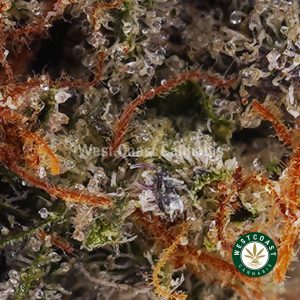 Buy weed Atomic Blueberry AAA wccannabis weed dispensary & online pot shop Buy weed Atomic Blueberry AAA wccannabis weed dispensary & online pot shop