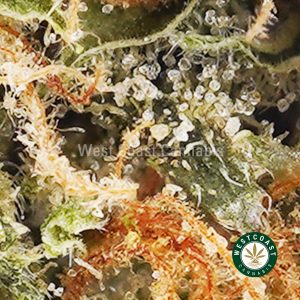 Buy weed Wedding Crasher AA wccannabis weed dispensary & online pot shop