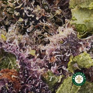 Buy weed Purple Amnesia AAAA wccannabis weed dispensary & online pot shop Buy weed Purple Amnesia AAAA wccannabis weed dispensary & online pot shop