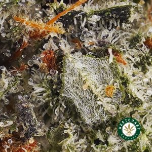 Buy weed Blue Cookies AAAA wc cannabis weed dispensary & online pot shop