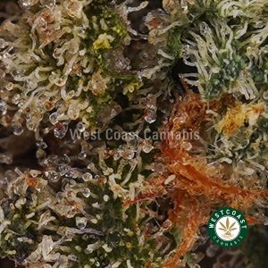 Buy weed Tangerine Dream AA wc cannabis weed dispensary & online pot shop
