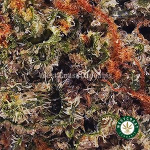 Buy weed Banana Sherbet AAA wc cannabis weed dispensary & online pot shop