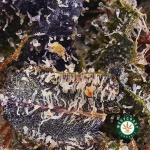 Buy weed Blueberry Trainwreck AAA wc cannabis weed dispensary & online pot shop