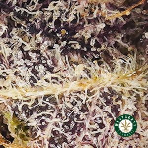 Buy weed Mendocino Purps AA wc cannabis weed dispensary & online pot shop