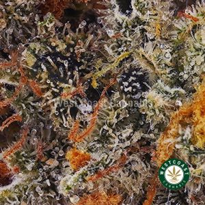 Buy weed Purple Ice Cream Cake AAA wc cannabis weed dispensary & online pot shop