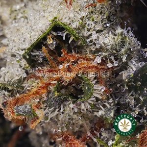 Buy weed Purple Tuna AA wc cannabis weed dispensary & online pot shop