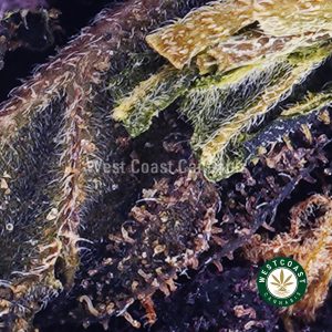 Buy weed Purple Godbud AA wc cannabis weed dispensary & online pot shop