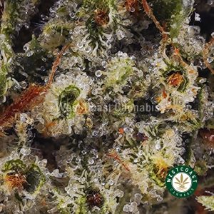 Buy weed Tuna Kush AAA wc cannabis weed dispensary & online pot shop