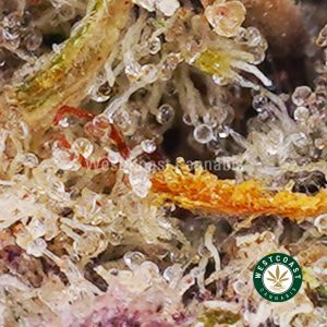 Buy weed Guava Cookies AAAA wc cannabis weed dispensary & online pot shop Buy weed Guava Cookies AAAA wc cannabis weed dispensary & online pot shop
