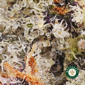 Buy weed Purple Gas Mask AAAA wc cannabis weed dispensary & online pot shop