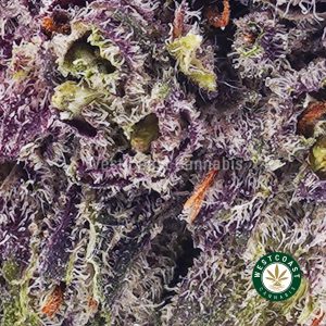 Buy weed Purple Amnesia AAA wc cannabis weed dispensary & online pot shop