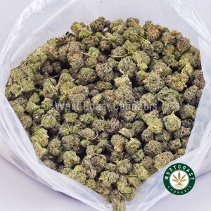 Buy weed Black Tuna AAAA (Popcorn Nugs) wc cannabis weed dispensary & online pot shop Buy weed Black Tuna AAAA (Popcorn Nugs) wc cannabis weed dispensary & online pot shop