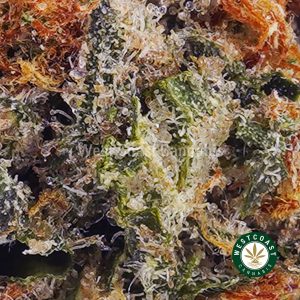 Buy weed White Runtz AAA wc cannabis weed dispensary & online pot shop Buy weed White Runtz AAA wc cannabis weed dispensary & online pot shop