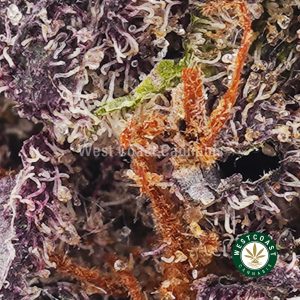 Buy weed Mandarin Sunset AAAA+ wc cannabis weed dispensary & online pot shop Buy weed Mandarin Sunset AAAA+ wc cannabis weed dispensary & online pot shop