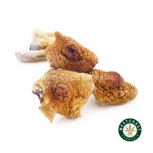 Buy weed Shrooms - African Goliath wc cannabis weed dispensary & online pot shop