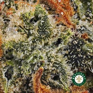 Buy weed Cheesewreck AA wc cannabis weed dispensary & online pot shop
