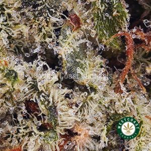 Buy weed Lemon Cookies AA wc cannabis weed dispensary & online pot shop Buy weed Lemon Cookies AA wc cannabis weed dispensary & online pot shop