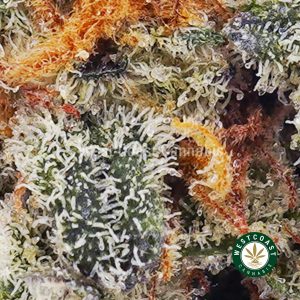 Buy weed Macmosa AAAA (Popcorn Nugs) wc cannabis weed dispensary & online pot shop Buy weed Macmosa AAAA (Popcorn Nugs) wc cannabis weed dispensary & online pot shop