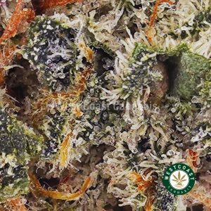 Buy weed Pineapple Haze AAAA (Popcorn Nugs) wc cannabis weed dispensary & online pot shop Buy weed Pineapple Haze AAAA (Popcorn Nugs) wc cannabis weed dispensary & online pot shop