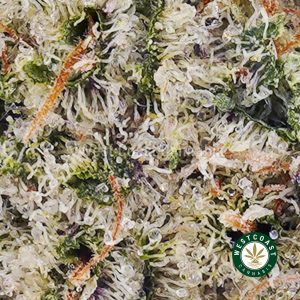 Buy weed Super Lemon Haze AAA wc cannabis weed dispensary & online pot shop Buy weed Super Lemon Haze AAA wc cannabis weed dispensary & online pot shop