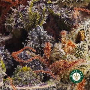 Buy weed Black Cherry Punch AA wc cannabis weed dispensary & online pot shop Buy weed Black Cherry Punch AA wc cannabis weed dispensary & online pot shop