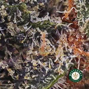 Buy weed Hawaiian Punch AAAA wc cannabis weed dispensary & online pot shop