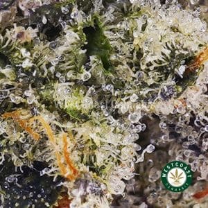Buy weed Hawaiian Pink Punch AAAA+ wc cannabis weed dispensary & online pot shop Buy weed Hawaiian Pink Punch AAAA+ wc cannabis weed dispensary & online pot shop